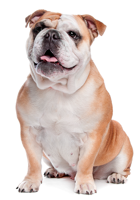 Juguetes para perros online bulldog ingles